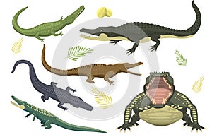 Cartoon green crocodile danger predator and australian wildlife river reptile carnivore alligator with scales teeth flat