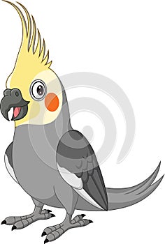 Cartoon Grey Cockatiel on White Background