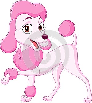 Cartoon happy pink poodle isolated on white background