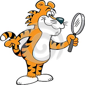 Cartoon happy tiger looking through a magnifying glass.