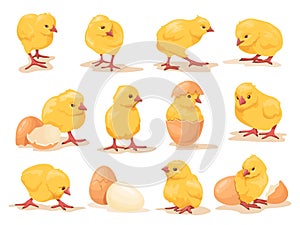 Cartoon hatched chicks. Hatching chick with little wings, baby chicken birth chickens brood easter farm bird cute babies