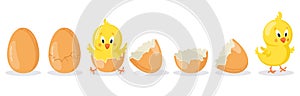 Cartoon hatched easter egg. Cracked chicken eggs with cute chicken mascot, newborn baby chick bird hatching from egg