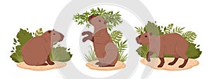 Cartoon herbivore capybara. Wild mammals in natural habitat. Semi-aquatic animals flat vector illustration set