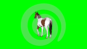 Cartoon horse in galop - 3 different views - green screen