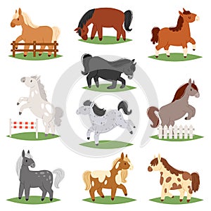 Cartoon horse vector cute animal of horse-breeding or kids equestrian and horsey or equine stallion illustration childly