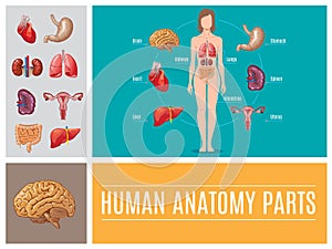 Cartoon Human Anatomy Parts Concept