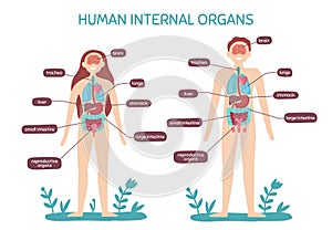 Cartoon human body anatomy. Male and female internal organs, humans physiology chart vector illustration