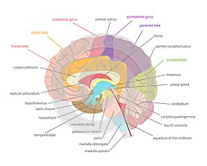 Cartoon Human Brain Anatomy in a Cut. Vector