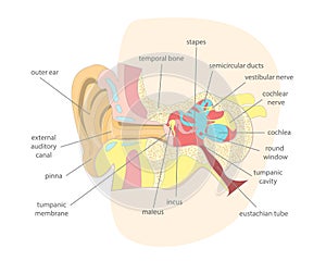 Cartoon Human Ear Anatomy in a Cut. Vector