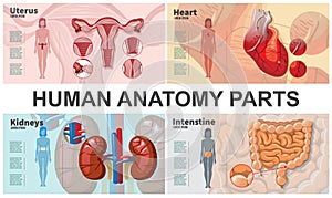 Cartoon Human Organs Composition