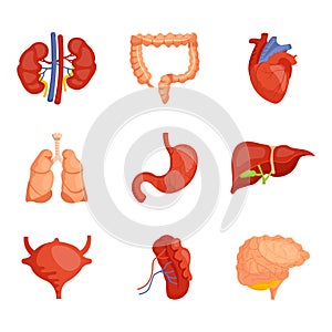 Cartoon human organs set, anatomical structure