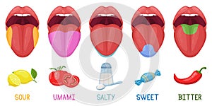 Cartoon human taste areas. Tongue taste receptors, sour, sweet, bitter, salty and umami tastes. Human tongue taste zones