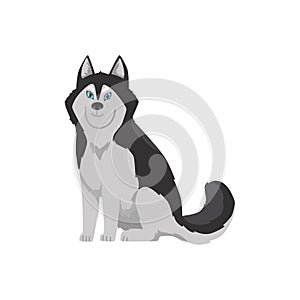 Cartoon husky dog with blue eyes, Vector isolated illustration of Alaskan husky domestic breed pet front view