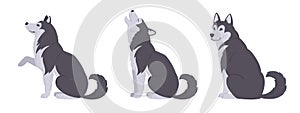 Cartoon husky. Domestic husky puppy, cute playing, sitting and howling huskies flat vector illustration s