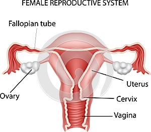 Cartoon illustration of Female reproductive system