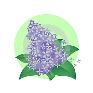 Cartoon illustration in green circle. Lilac cartoon flowers illustration. photo