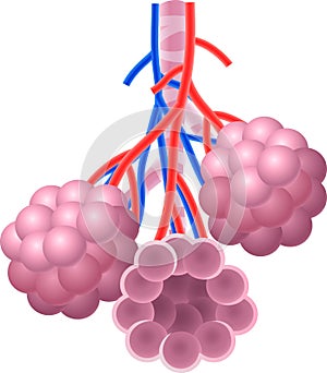 Cartoon illustration of Human Alveoli structure Anatomy