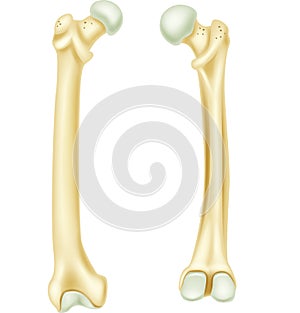 Cartoon illustration of human bone anatomy photo