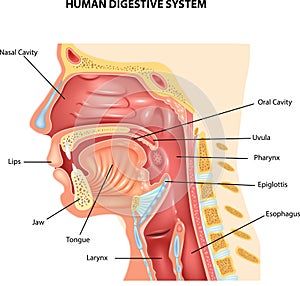 Cartoon illustration of Human Digestive System photo