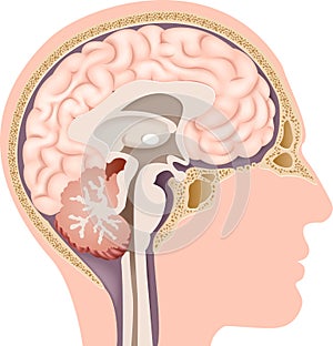 Cartoon illustration of Human Internal Brain Anatomy