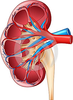 Cartoon Illustration of Human Internal Kidney Anatomy