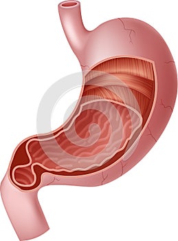 Cartoon illustration of Human Internal Stomach Anatomy