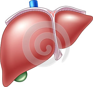 Cartoon Illustration of Human Liver Anatomy