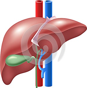 Cartoon illustration of Human Liver and Gallbladder