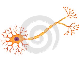 Cartoon illustration of Human Neuron Anatomy