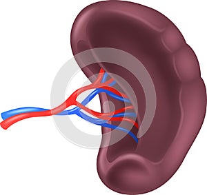 Cartoon illustration of Human Spleen Anatomy photo