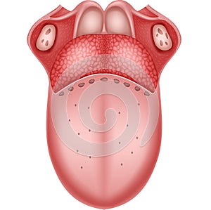 Cartoon illustration of Human Tongue Anatomy