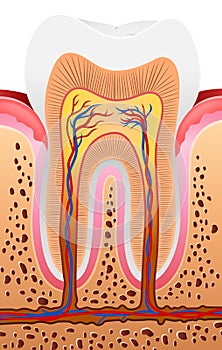 Cartoon Illustration of Human Tooth Anatomy