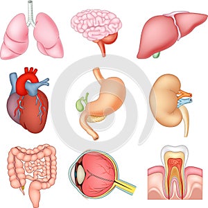 Cartoon illustration of Internal organs anatomy