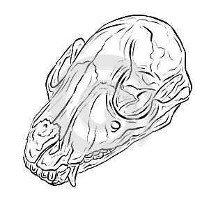 Cartoon Illustration Logo of an Animal Skull Like a Ram or Deer