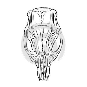 Cartoon Illustration Logo of an Animal Skull Like a Ram or Deer