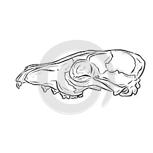 Cartoon Illustration Logo of an Animal Skull Like a Ram or Deer