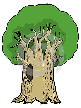 Cartoon illustration of oak