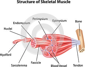 Cartoon illustration of Structure Skeletal Muscle Anatomy