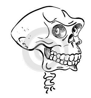 Cartoon image of ancient skull
