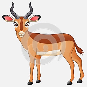Cartoon impala isolated on white background