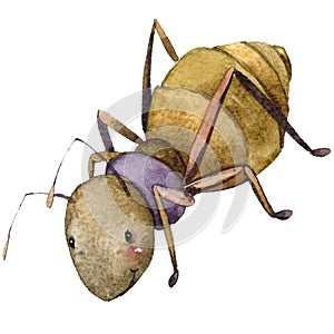 Cartoon insect ant watercolor illustration.