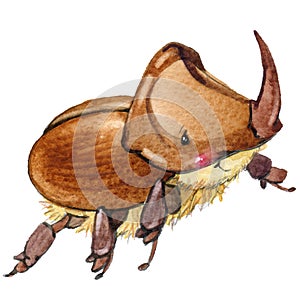 Cartoon insect rhinoceros beetle watercolor illustration.