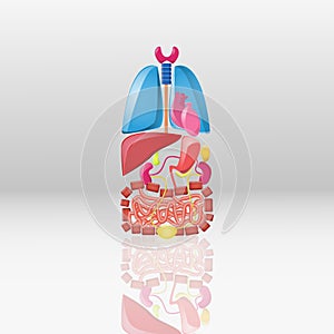 Cartoon internal organs set on white. Lungs, heart, kidneys, liver, intestines, bladder, pancreas and gall bladder.