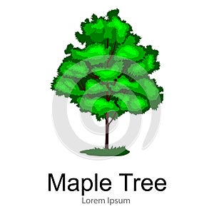 Cartoon isolated maple summer tree on a white background icon, outdoor park with branch, leafs on green grass vector