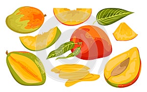 Cartoon isolated ripe and unripe green fruit, whole mango and cut in half with pit and cubic slices for eating, tropical