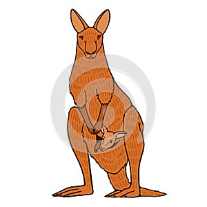 Cartoon kangaroo with baby in bag on white background