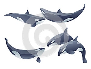 Cartoon killer whales
