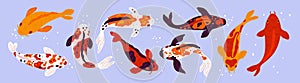 Cartoon koi fish. Different colors pond Japanese carps top view. Underwater decorative inhabitant. Asian spotted