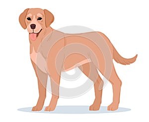 Cartoon labrador retriever. Labrador guide, rescue or companion dog. Cute dog breed, purebred domestic pet flat vector