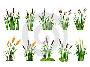 Cartoon lake aquatic plants. Swamp cattails, marsh reed and blooming bulrush vector illustration set